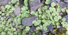Hydrocotyle moschata