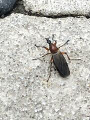 Bibio articulatus