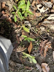 Commelina virginica