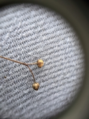 Linum striatum