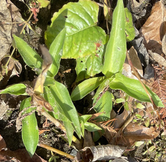 Commelina virginica