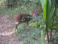 Odocoileus pandora
