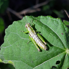 Paraidemona