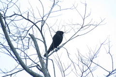 Molothrus oryzivorus