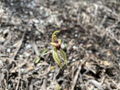 Caladenia tessellata