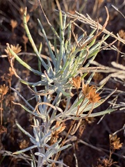 Senecio flaccidus