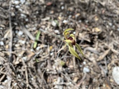 Caladenia tessellata
