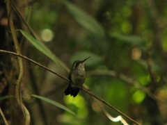 Chlorostilbon assimilis