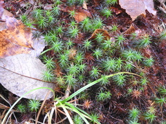 Polytrichum