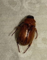 Cyclocephala lurida