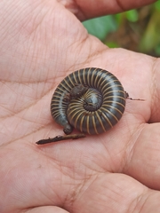 Anadenobolus monilicornis