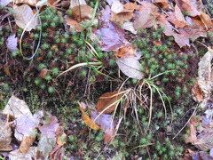 Polytrichum