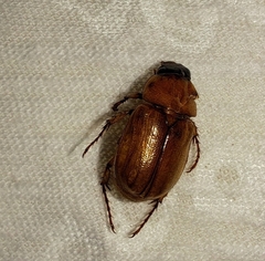 Cyclocephala lurida