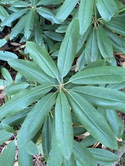 Rhododendron × hybridum