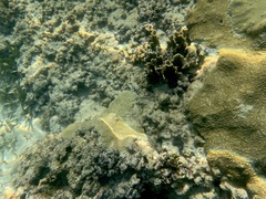 Millepora complanata