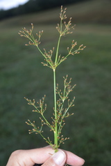 Fimbristylis quinquangularis quinquangularis