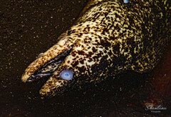 Gymnothorax pseudothyrsoideus