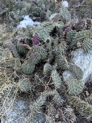 Opuntia polyacantha polyacantha