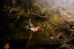 Cratena pawarshindeorum