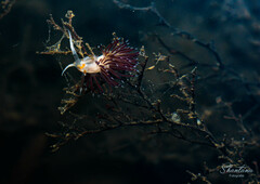 Cratena pawarshindeorum