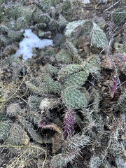 Opuntia polyacantha polyacantha