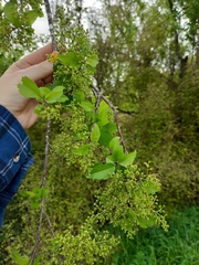 Plagianthus regius