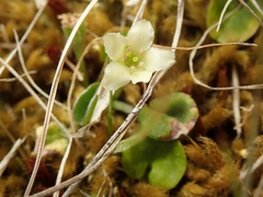 Dichondra brevifolia