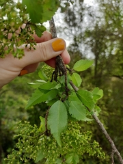 Plagianthus regius