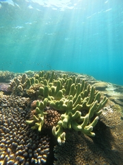 Acropora robusta