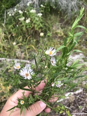 Symphyotrichum robynsianum
