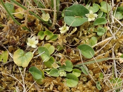 Dichondra brevifolia