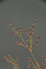 Fimbristylis quinquangularis quinquangularis