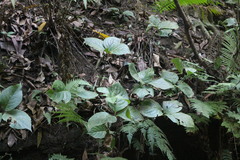 Chloranthus oldhamii