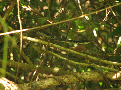 Sipo, Chironius flavopictus
