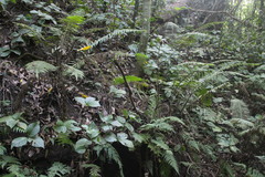 Chloranthus oldhamii