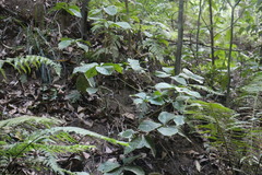 Chloranthus oldhamii