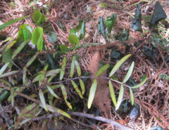 Hymenophyllum nephrophyllum