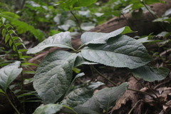 Chloranthus oldhamii