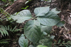 Chloranthus oldhamii