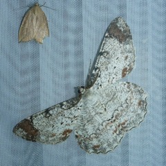 Epimecis