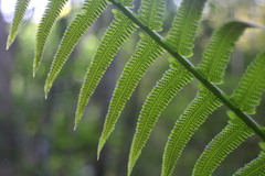 Sphaerostephanos taiwanensis