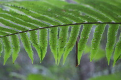 Sphaerostephanos taiwanensis