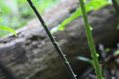 Sphaerostephanos taiwanensis