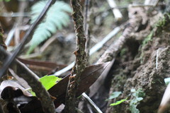 Sphaerostephanos taiwanensis