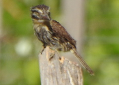 Nystalus maculatus