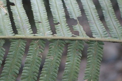 Sphaerostephanos taiwanensis