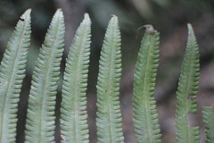 Sphaerostephanos taiwanensis