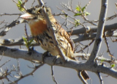 Nystalus maculatus
