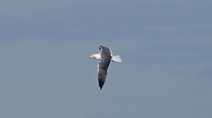 Larus fuscus