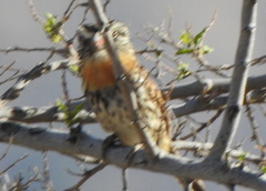 Nystalus maculatus